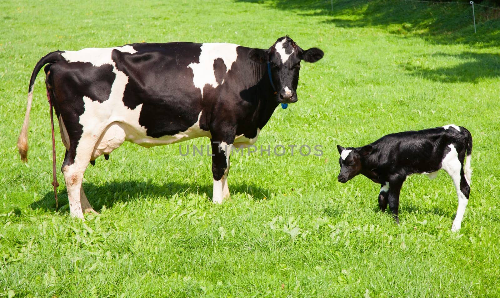 Dutch cow with newborn calf in the meadow, the Netherlands.
