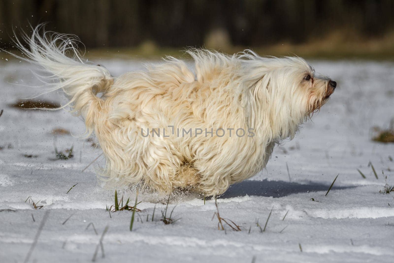 A little white Havanese runs across the picture in the snow