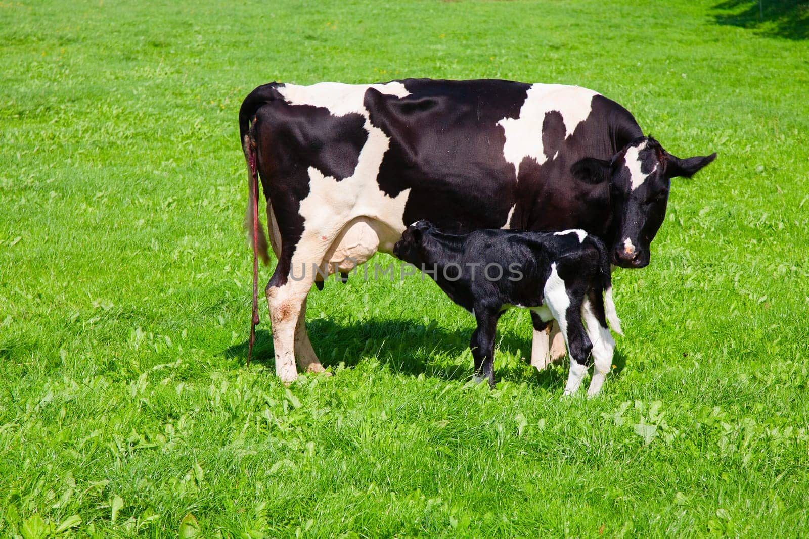 Dutch cow with newborn calf in the meadow, the Netherlands.