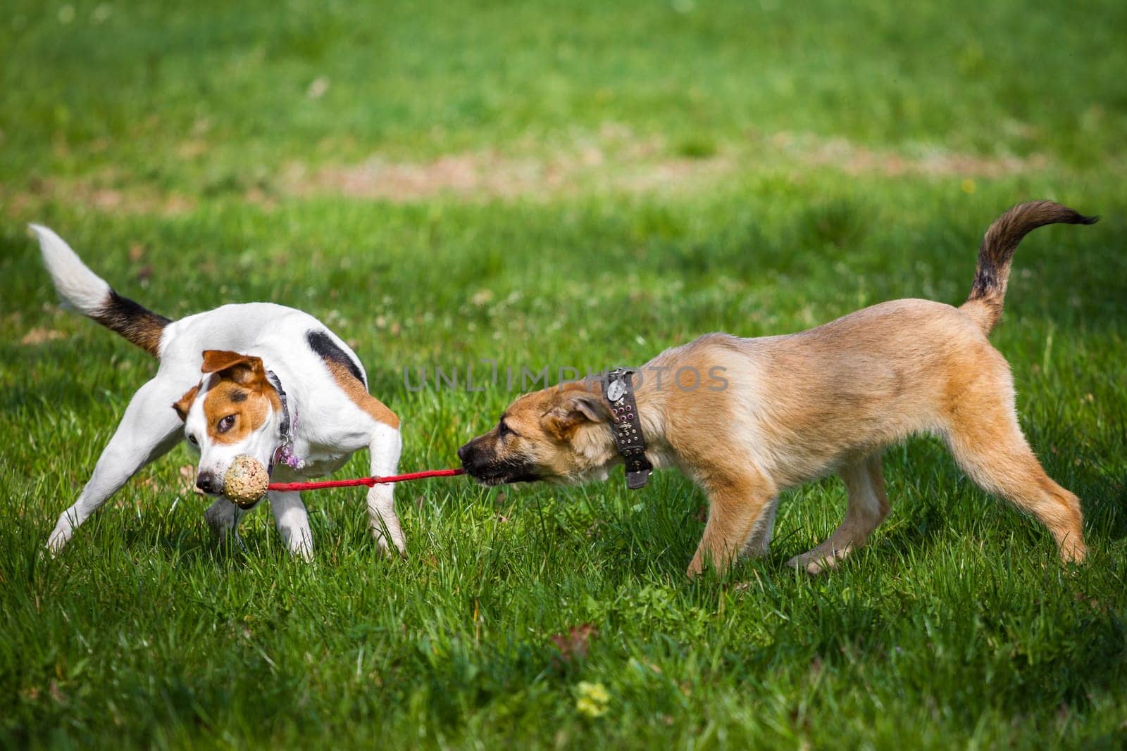 Two small young dogs pull on a toy on a green meadow.