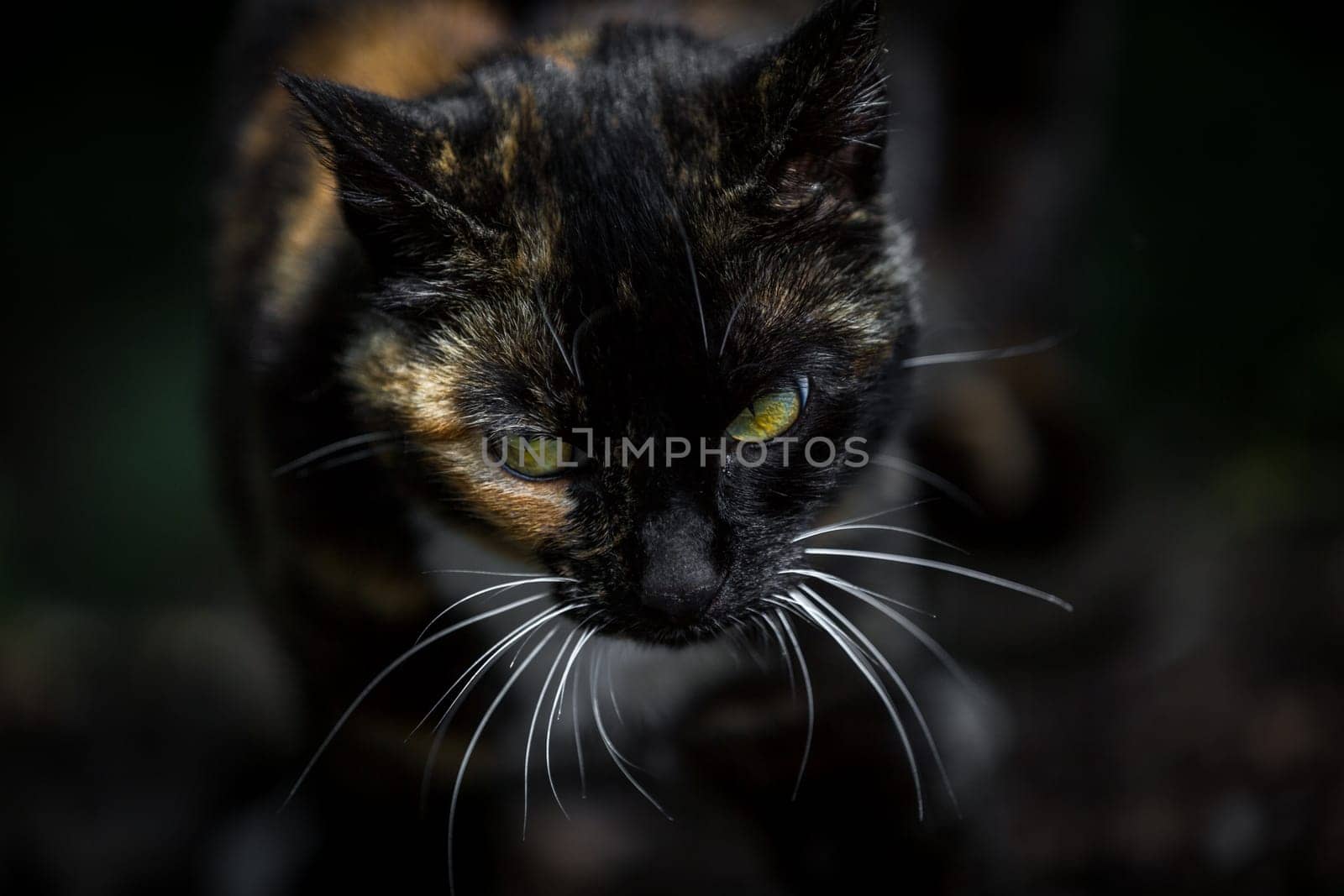 A multi-coloured lucky cat comes towards the photographer.
