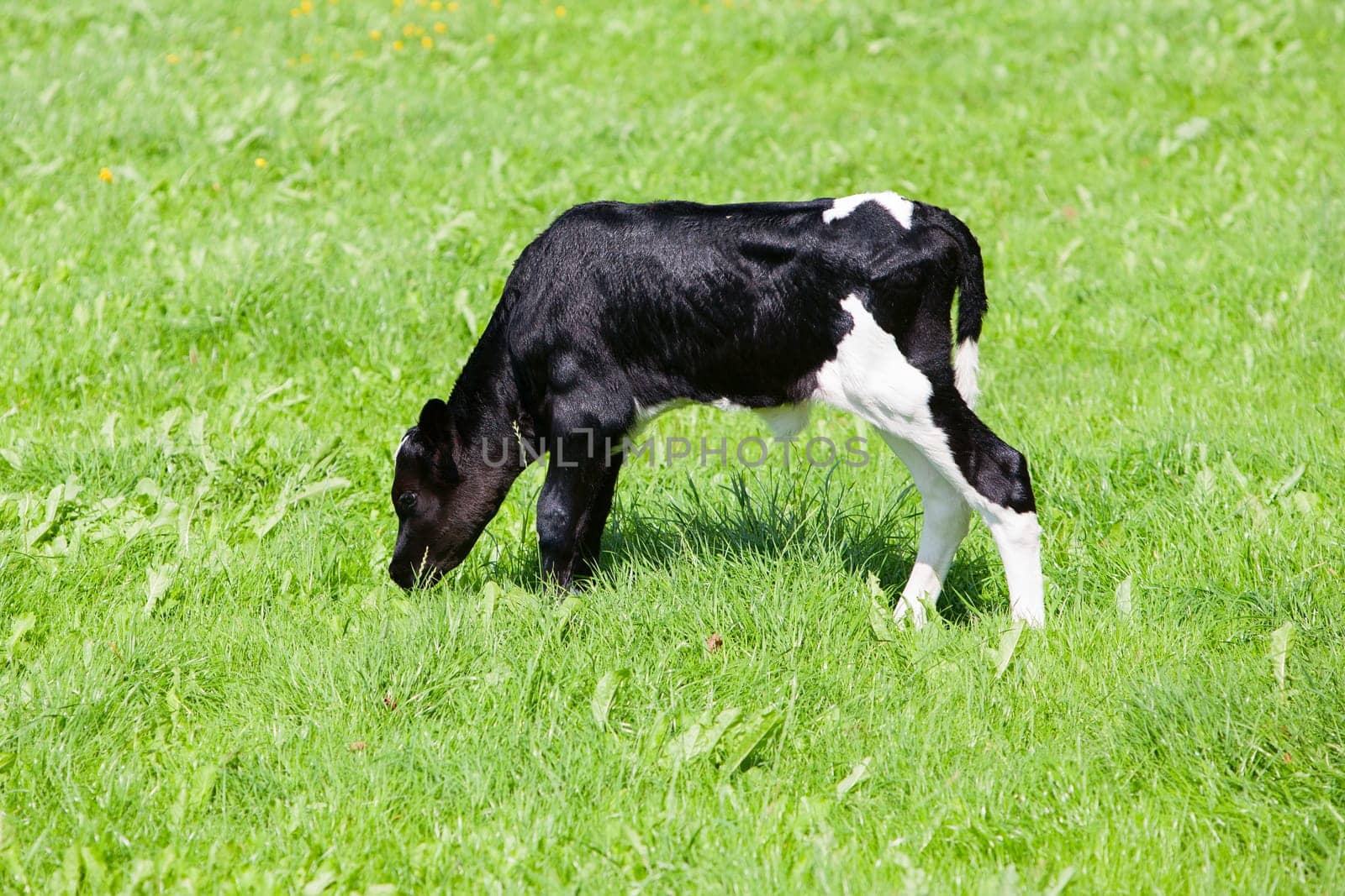 Newborn calf in the meadow, the Netherlands.