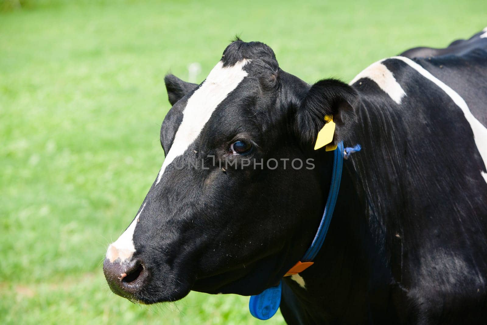 Dutch cow in the meadow.