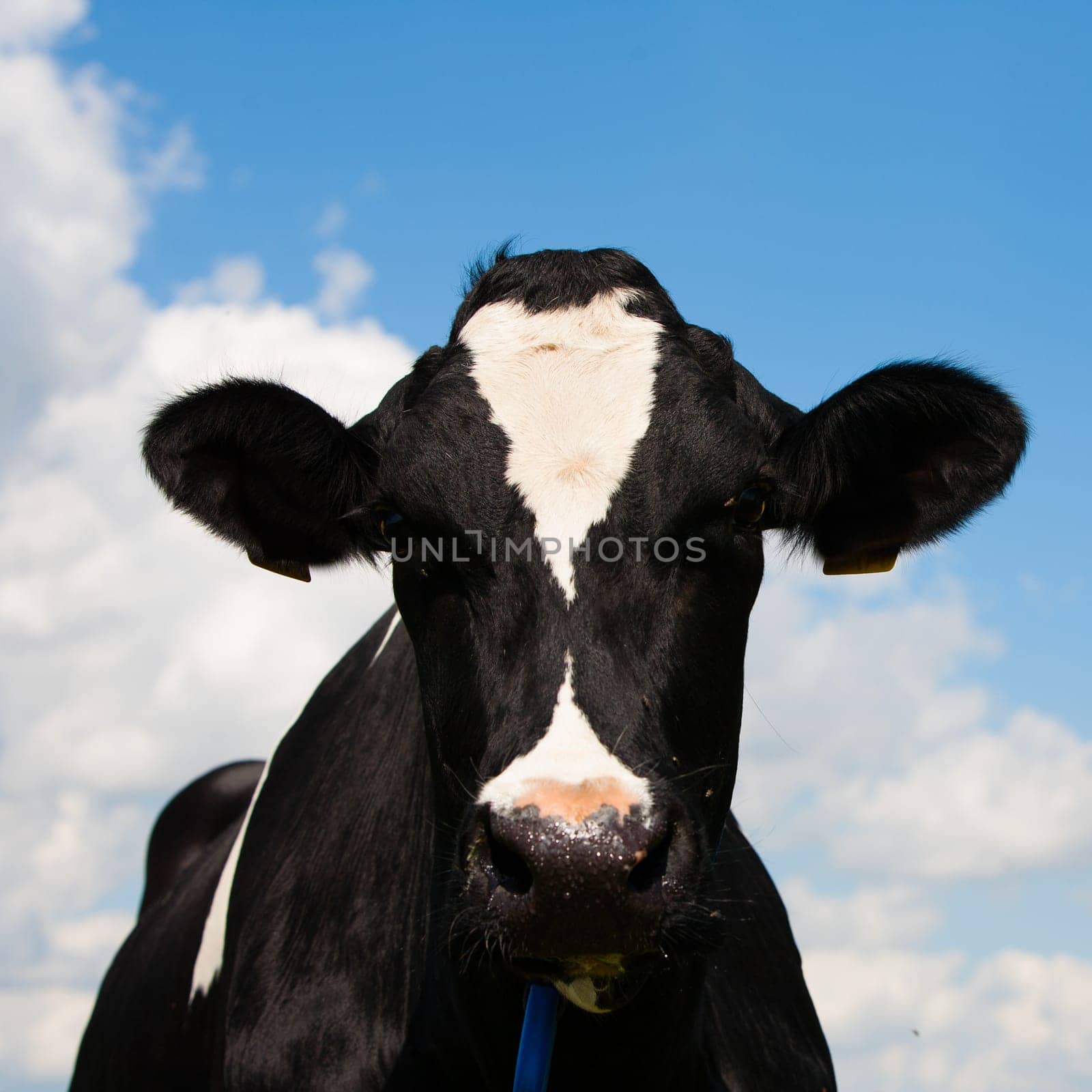 Dutch cow in the meadow.