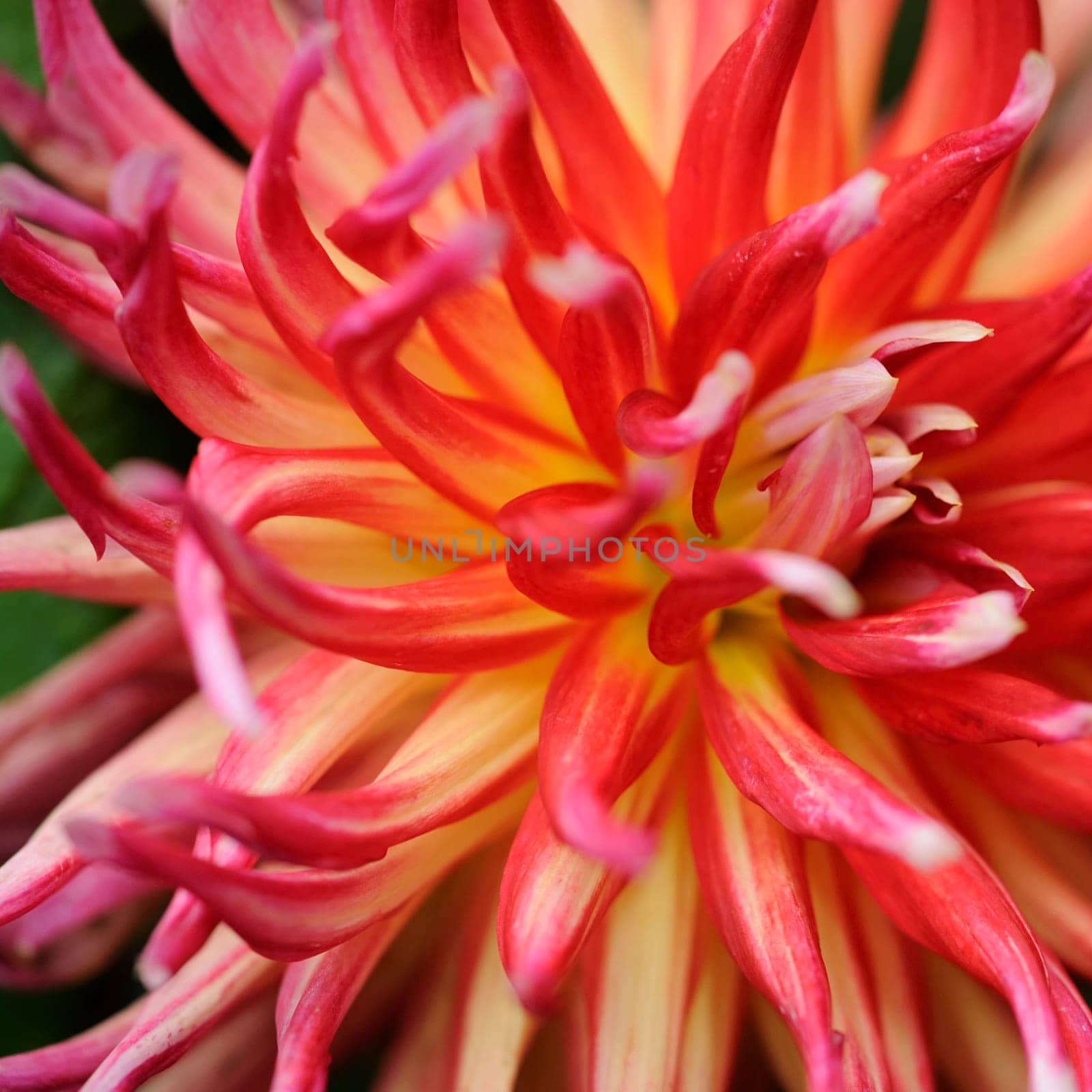 Dahlias
