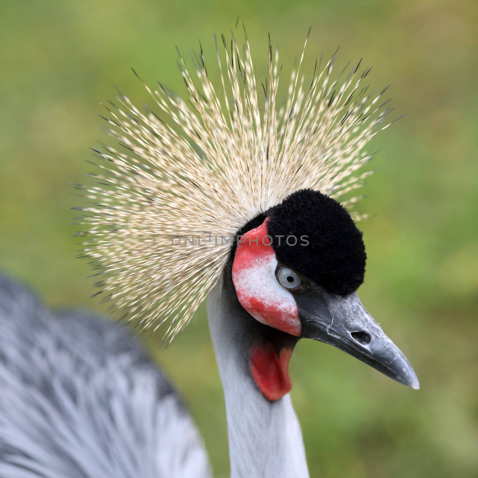 Details of a portrait of a crowned crane in nature.