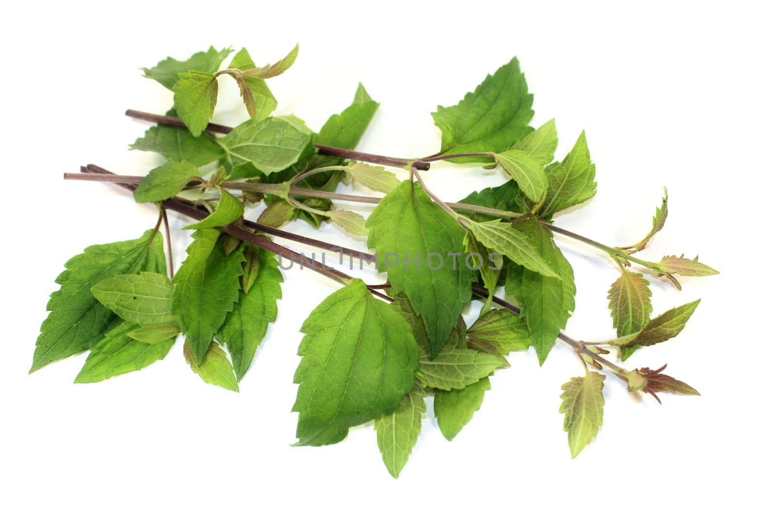 Mexican dream weed against a white background