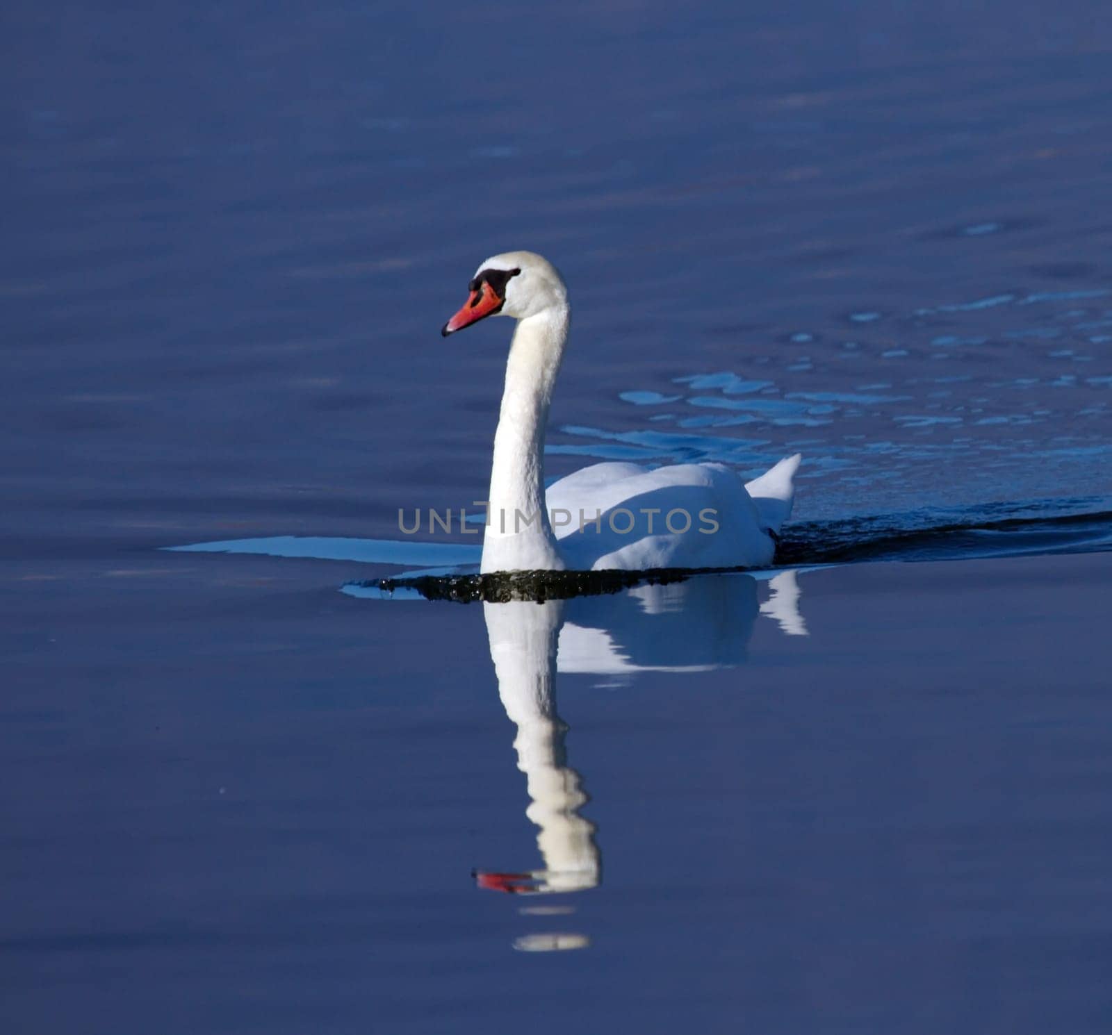 Mute swan, cygnus olor, floating of the waterlake