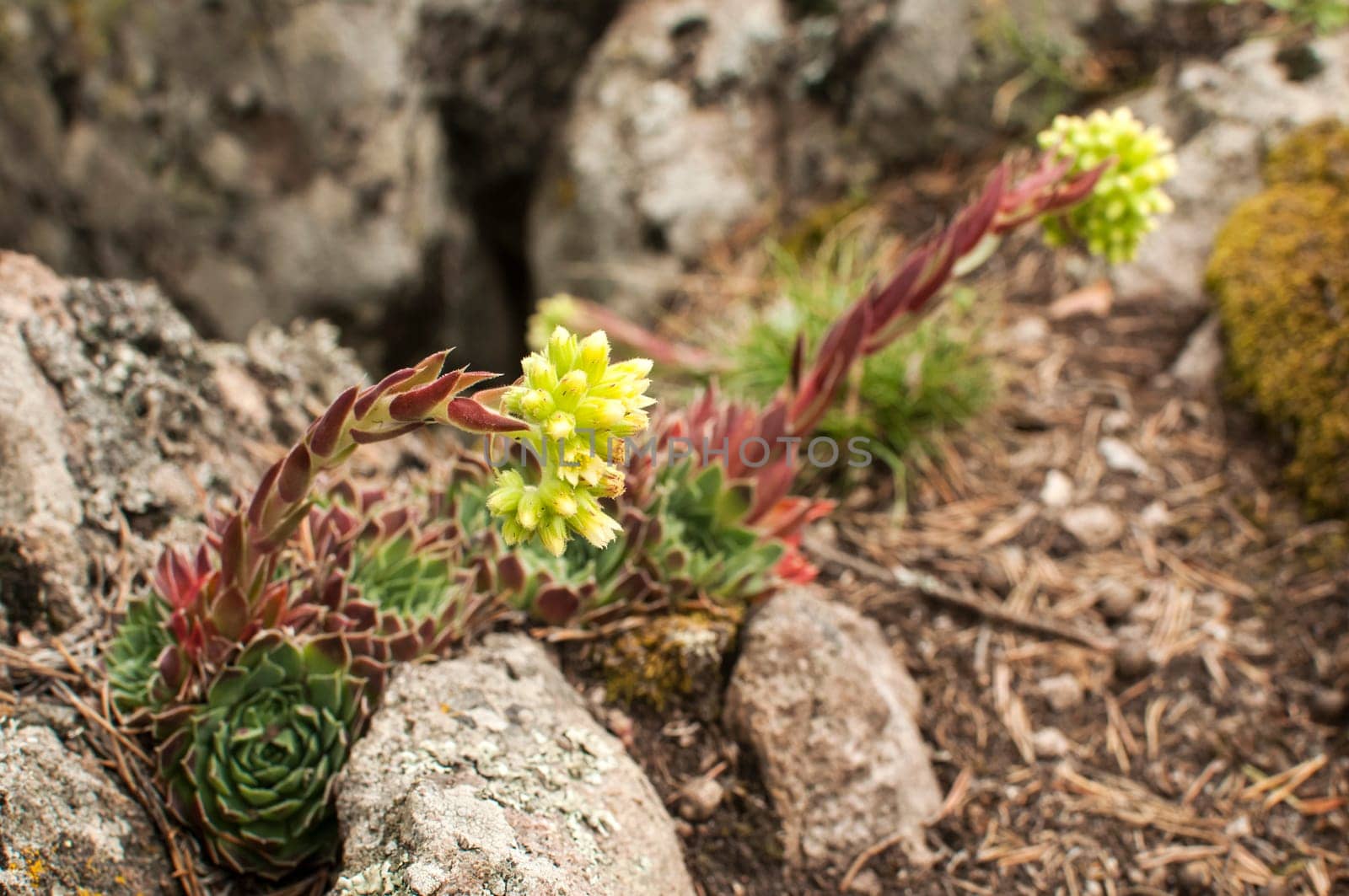 Houseleeks blossoms on mountain rock closeup on green background