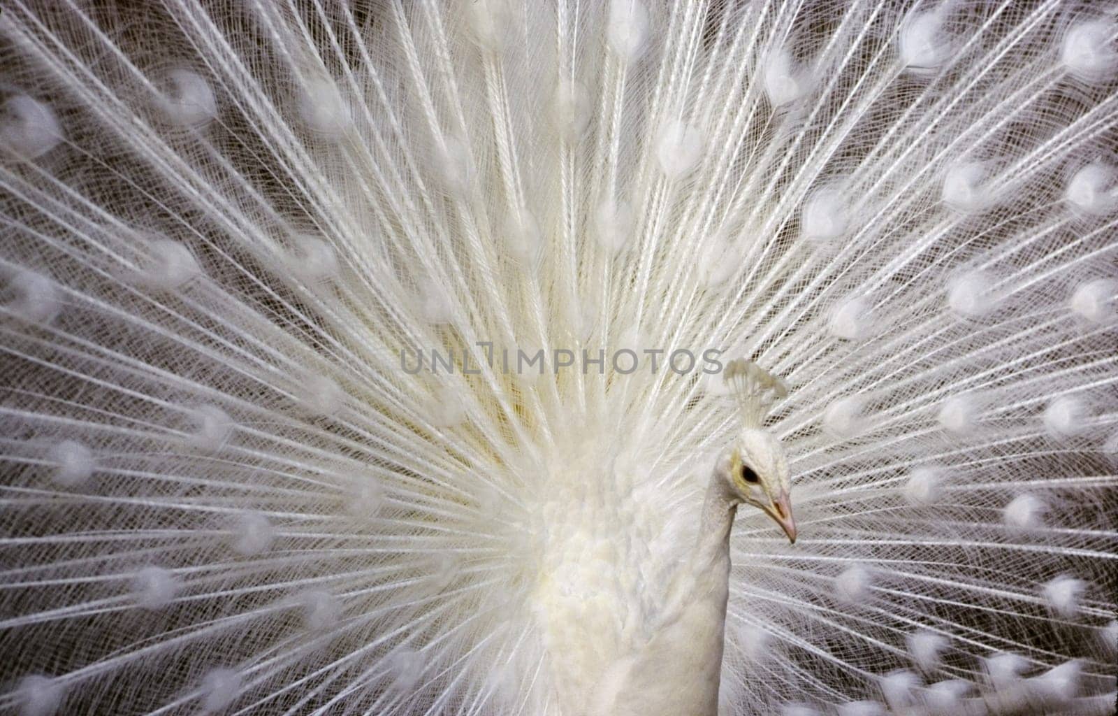 Close up of a White Peacock