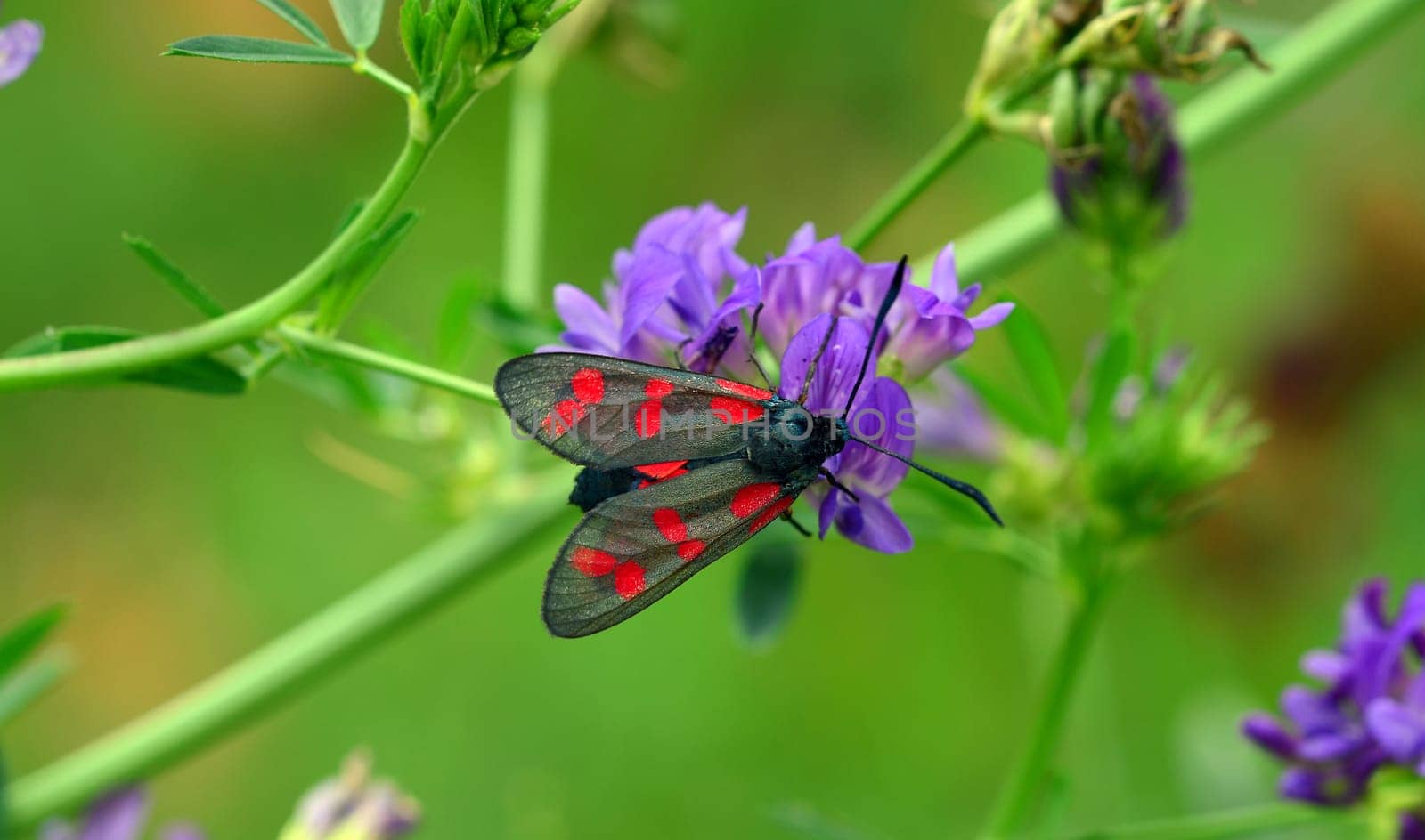 Schwazer Falter with red dots