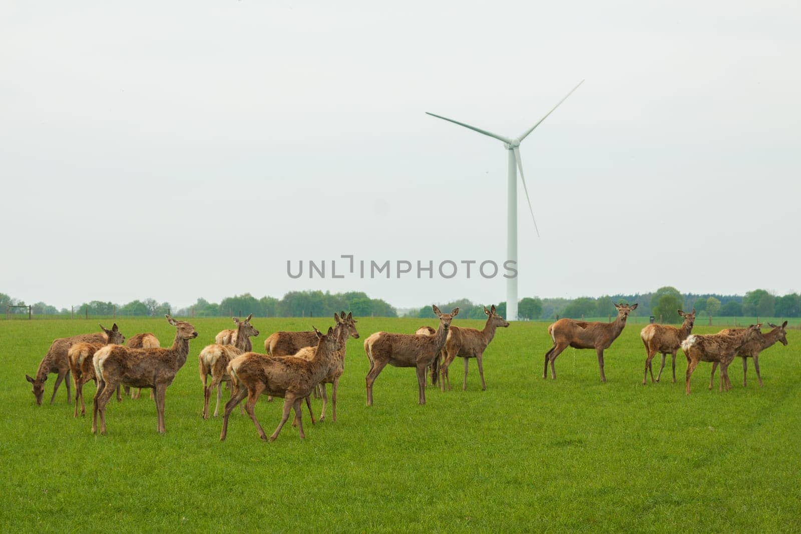 Herd of deer on a pasture for meat production