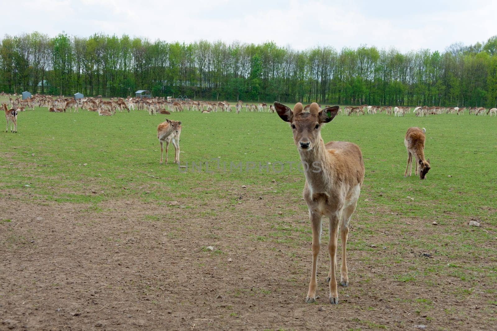 Single roebuck in front of a herd in the pasture