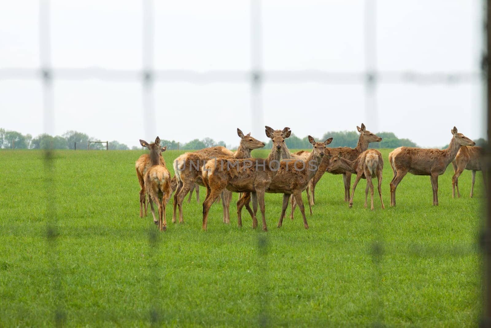 Deer behind a fence intended for food production