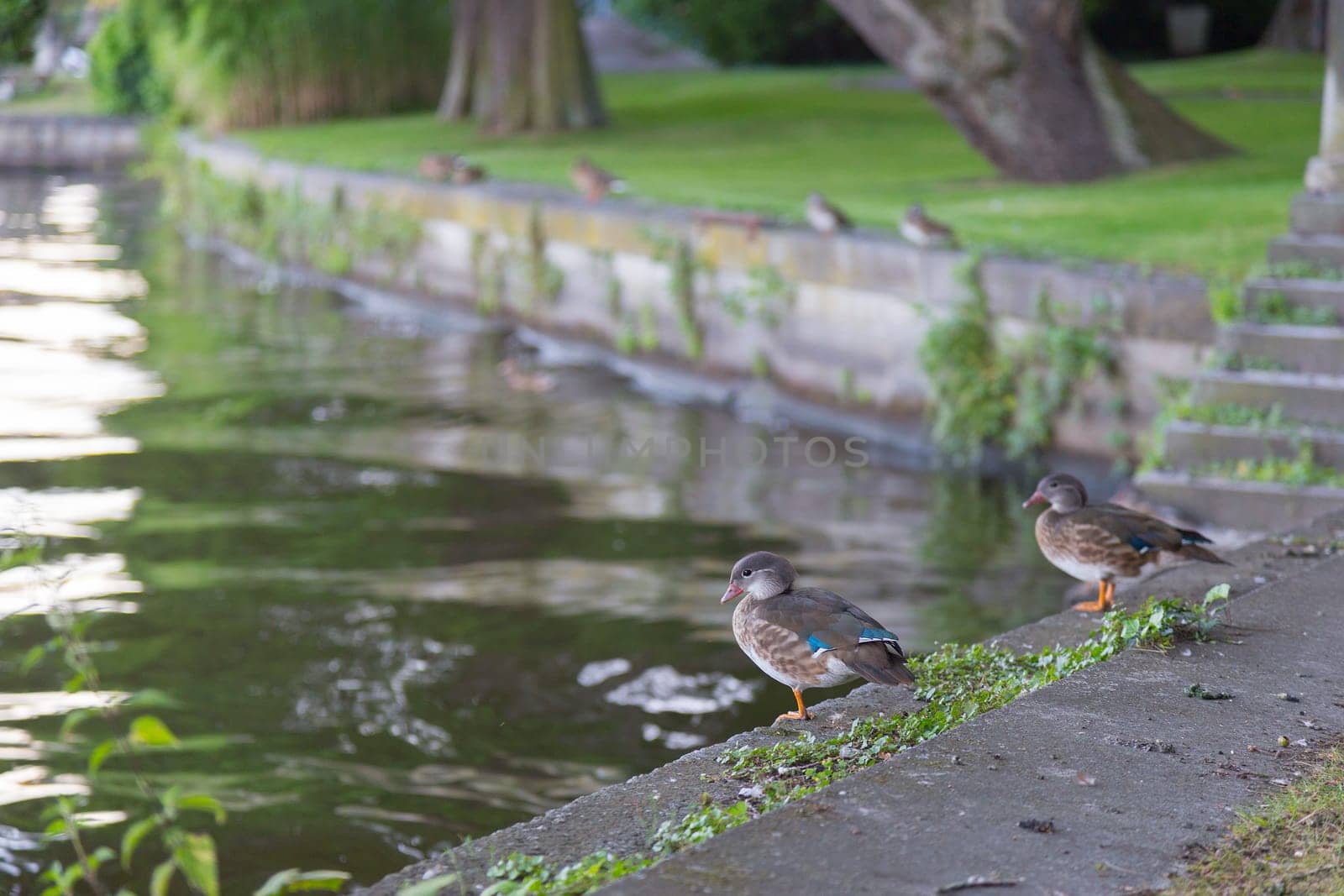 Bride duck couple on the shore wall at the small Wannsee