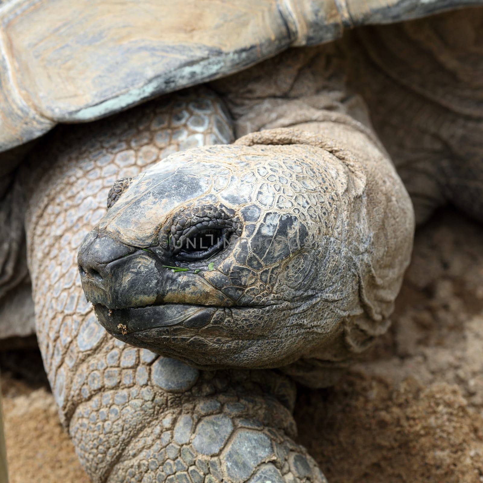 Details of a Aldabra giant tortoise in nature.