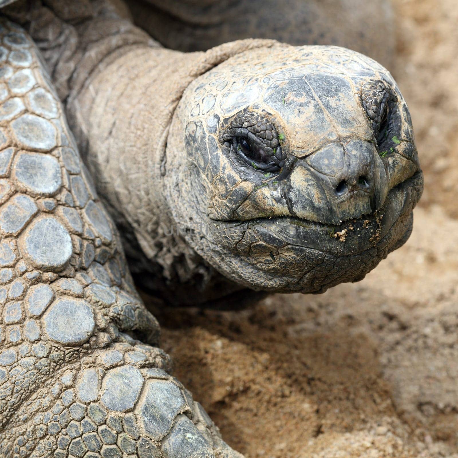 Details of a Aldabra giant tortoise in nature.