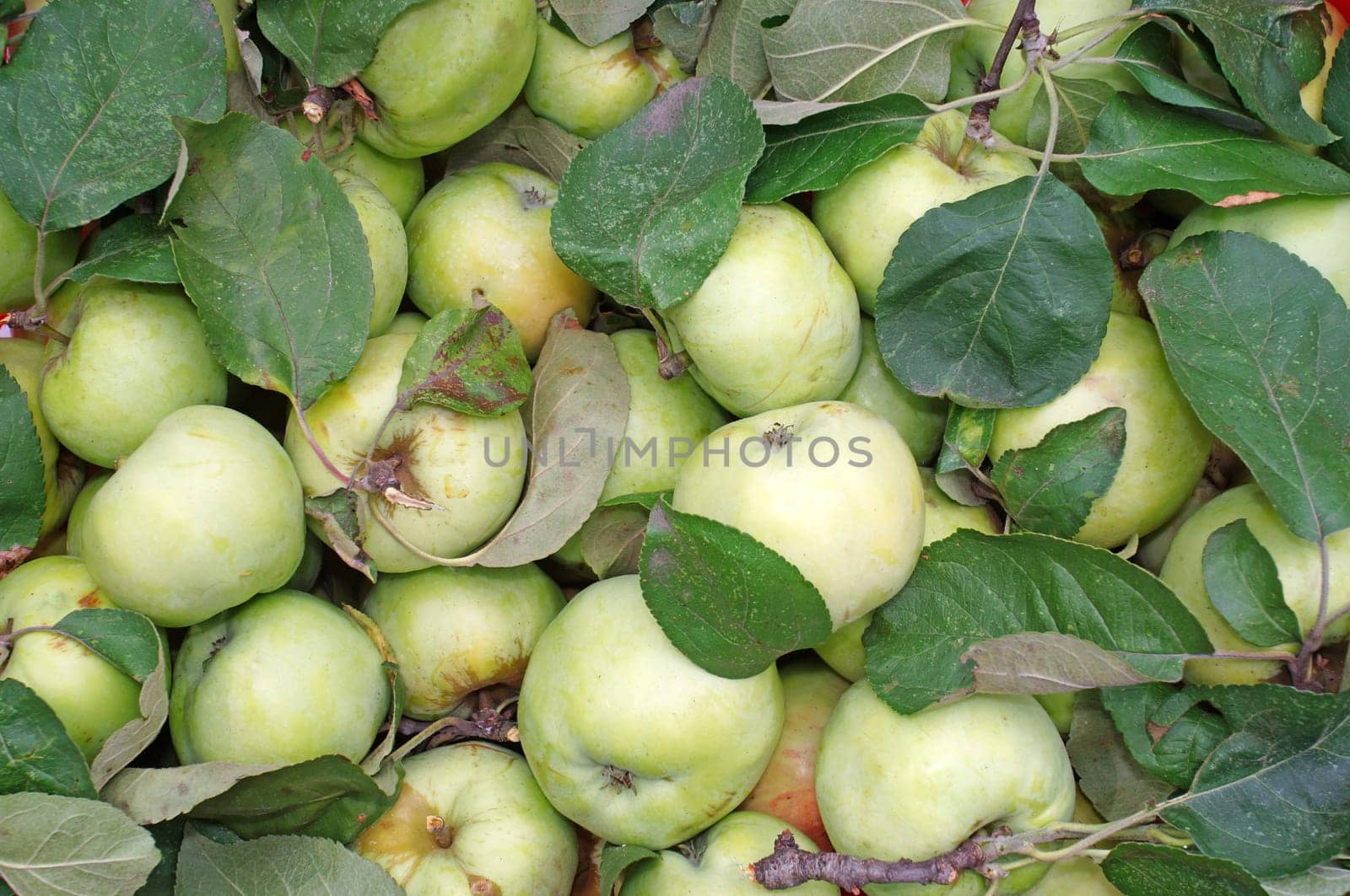 Green apples with leaves as background