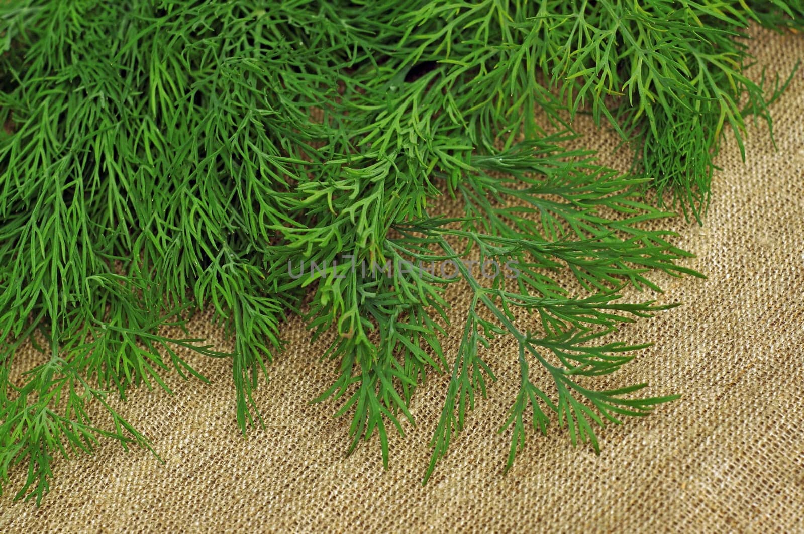 Green dill on the rough fabric as the background