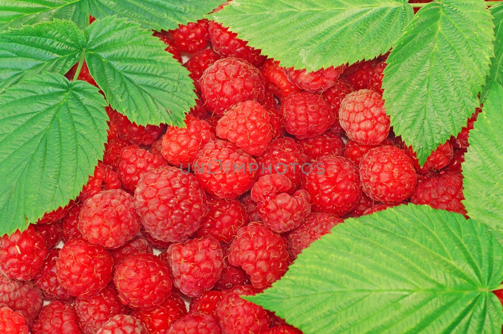 Raspberries decorated with green leaf as background