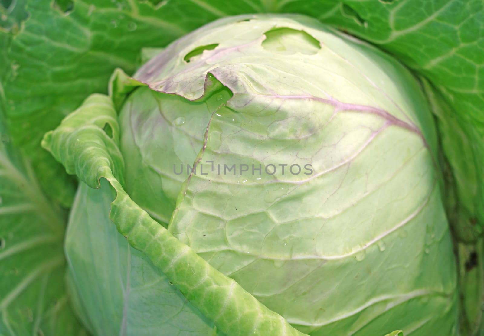 Cabbage in the garden close up as a background