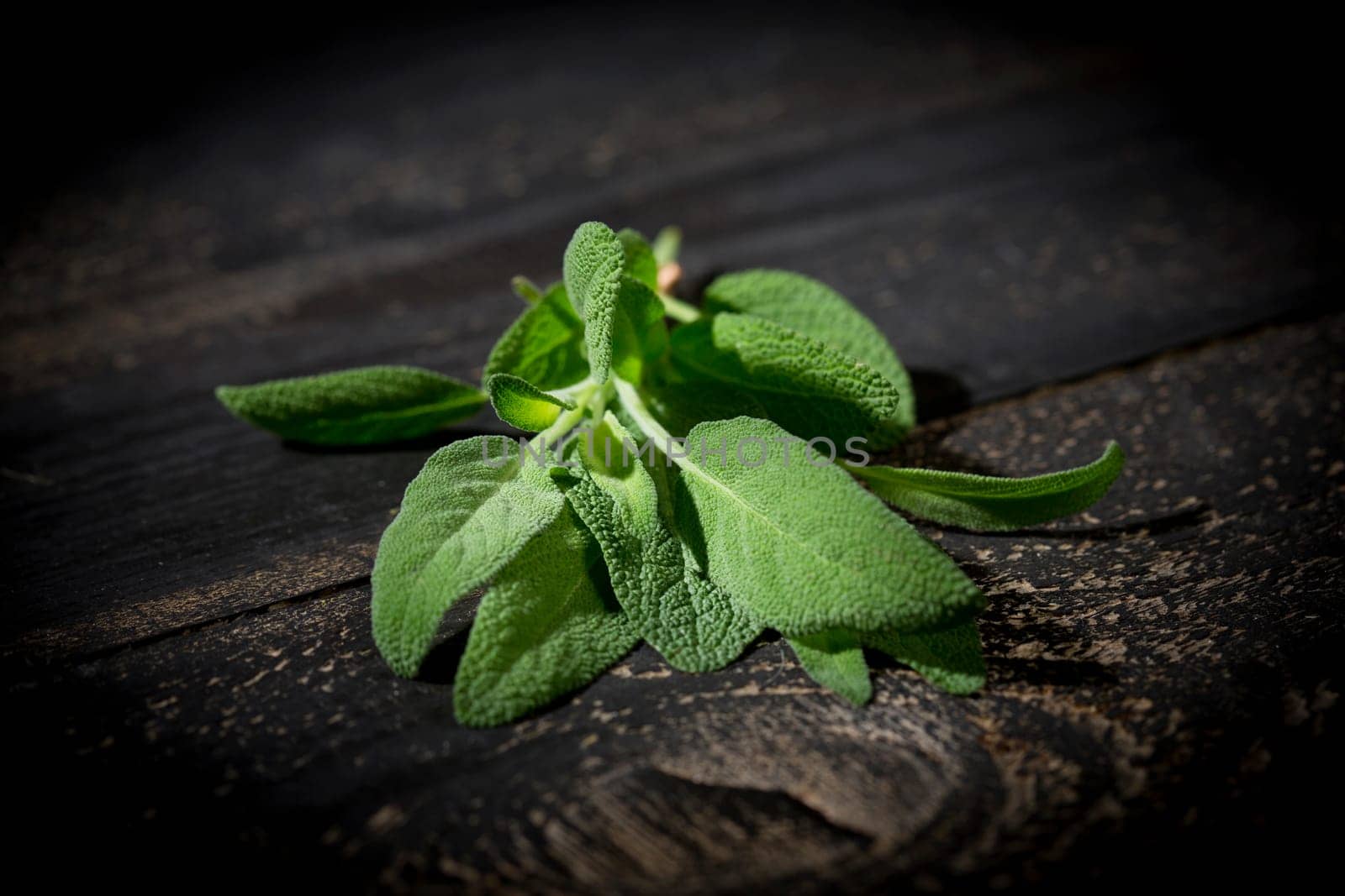 Sage