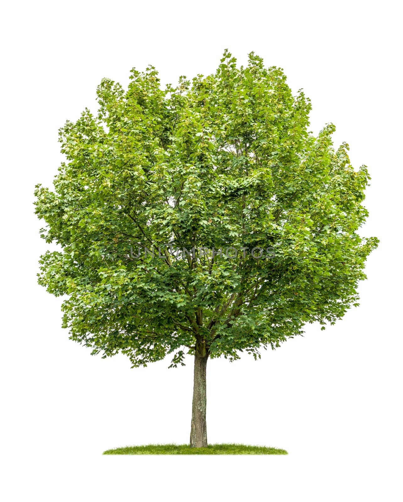 exempted pointed maple against a white background