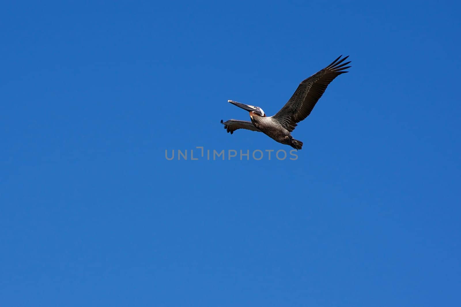 A pelican is soaring above against a clear blue sky.