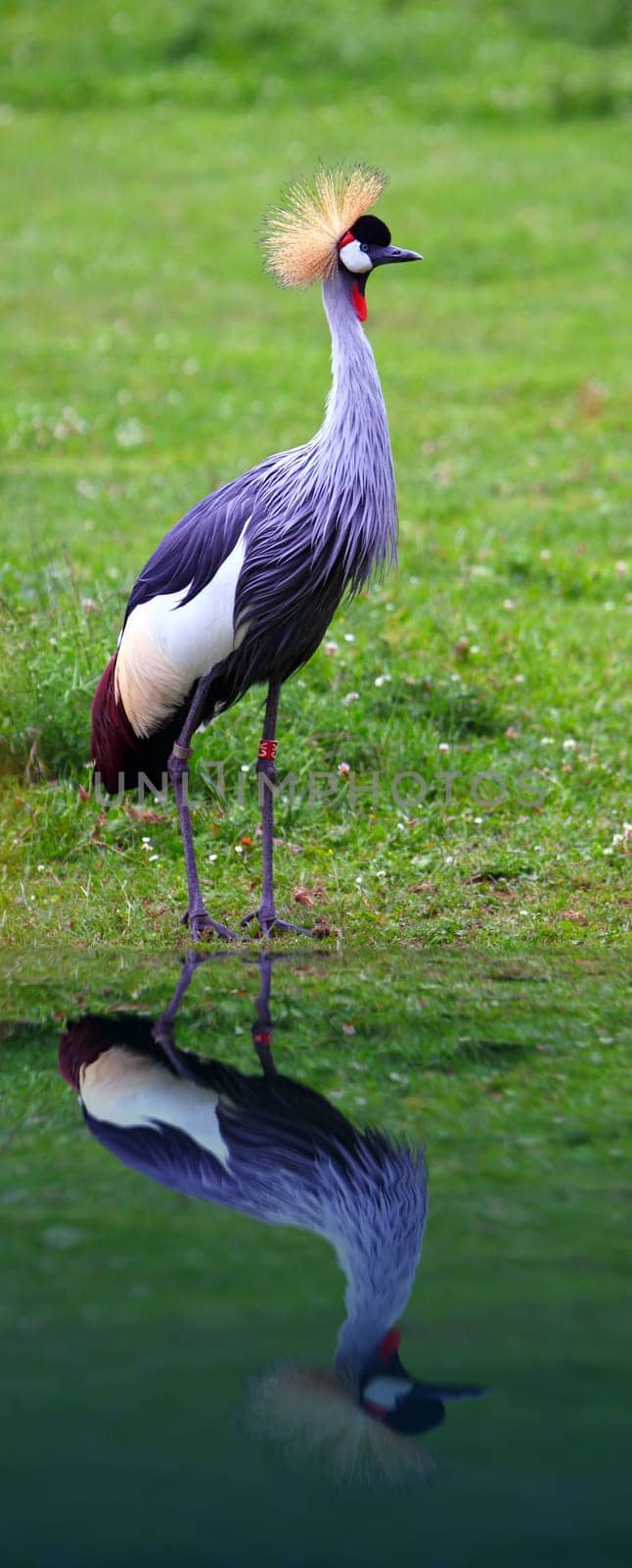 Grey Crowned Crane with reflection in the water