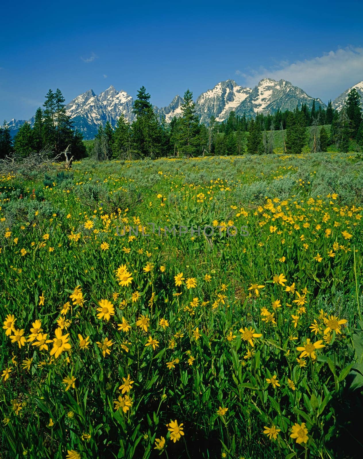 Flower field on Grand Teton