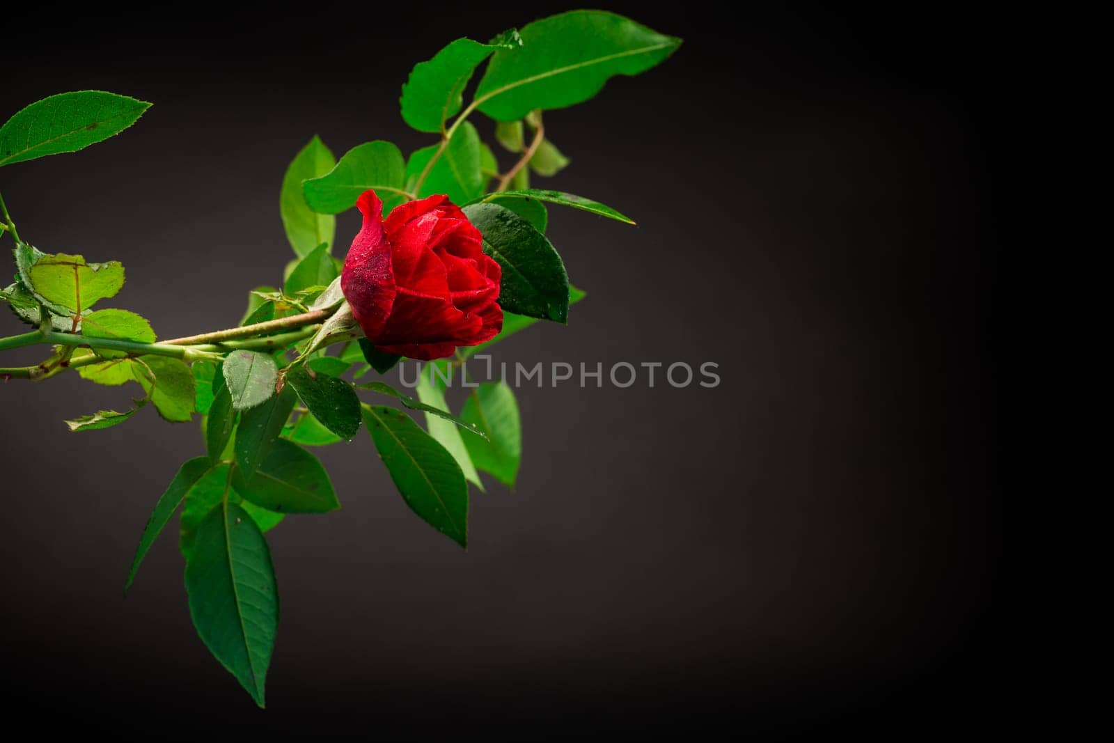 Red rose on a branch with foliage on a black background. by Rawlik