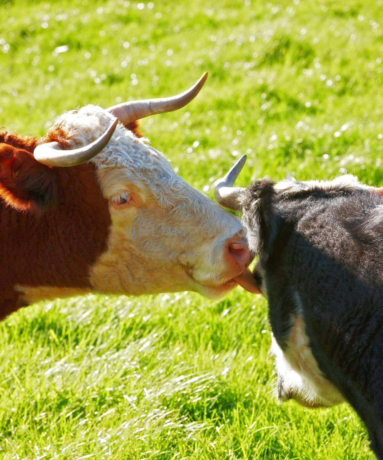 Two hereford cows together and licking each other on farm pasture. Hairy animals cleaning eyes against green grass on remote farmland and agriculture estate. Raising live cattle for dairy industry by YuriArcurs