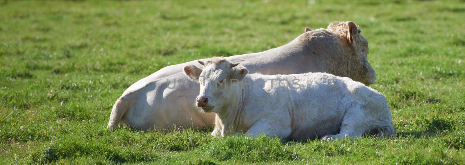 Two white cows roaming and resting on sustainable farm in pasture field in countryside. Raising and breeding livestock animals in agribusiness for free range organic cattle and dairy industry.
