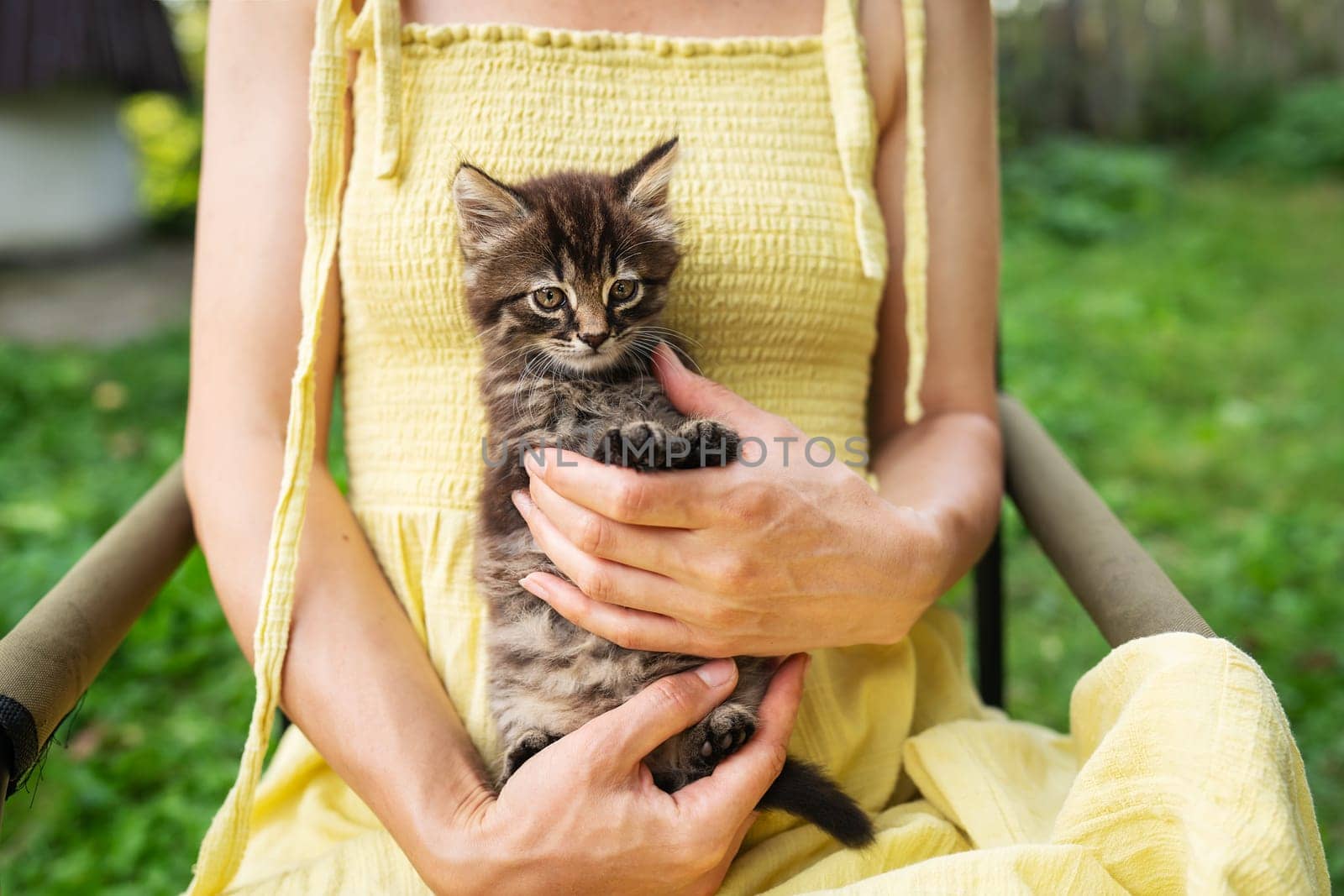 A happy kitten enjoys being petted by a woman's hand. A beautiful little kitten sits in the arms of a girl in a yellow dress. by sfinks