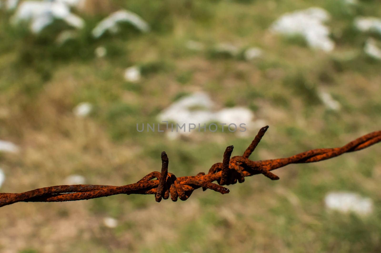 Segment of rusty barbed wire on natural background