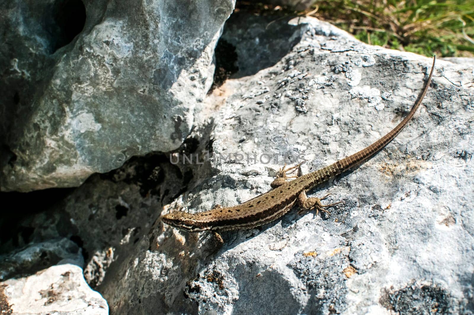 Small lizard on rock with lichen closeup in sunny day