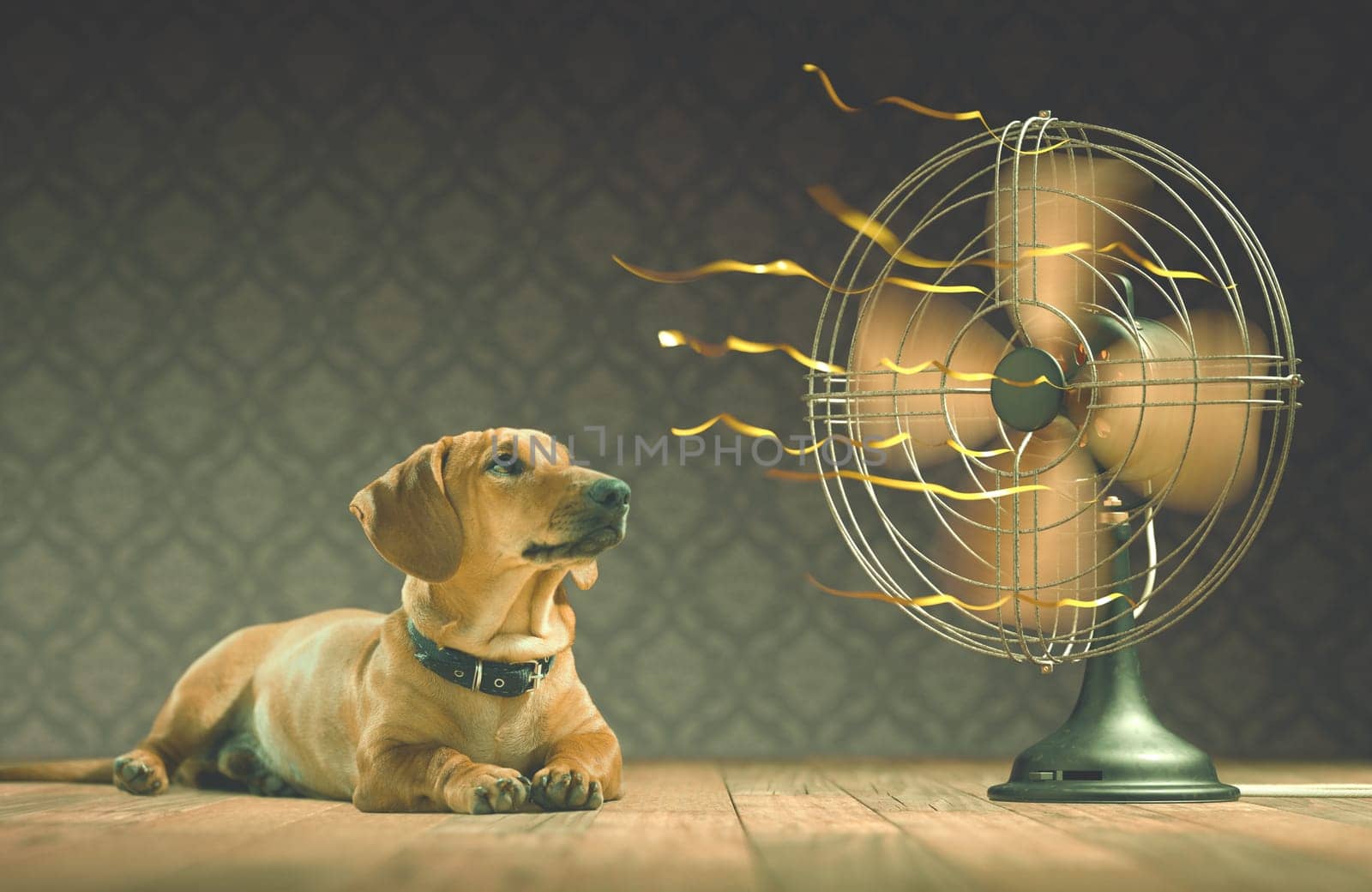 The dog is cooling down with the fan while watching the yellow ribbons in motion. Depth of field in eyes line and center of the fan.