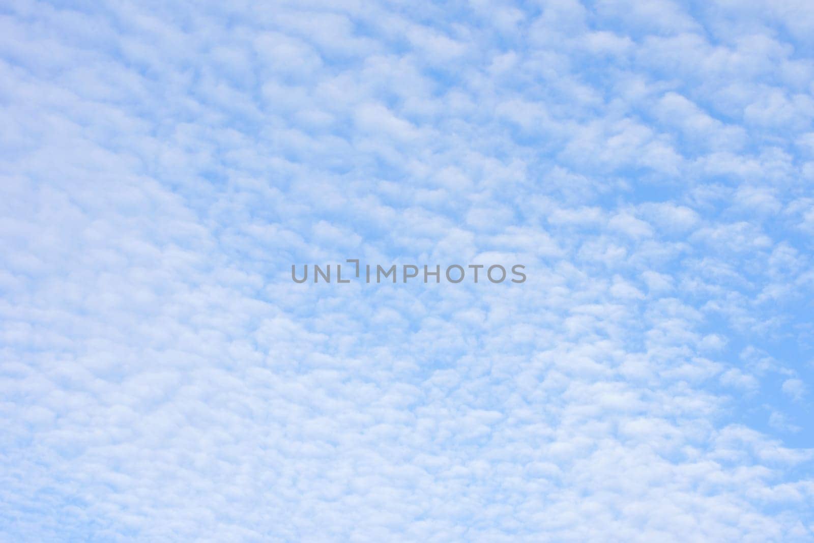 The photograph of sheep clouds in front of a blue sky usable as a background.