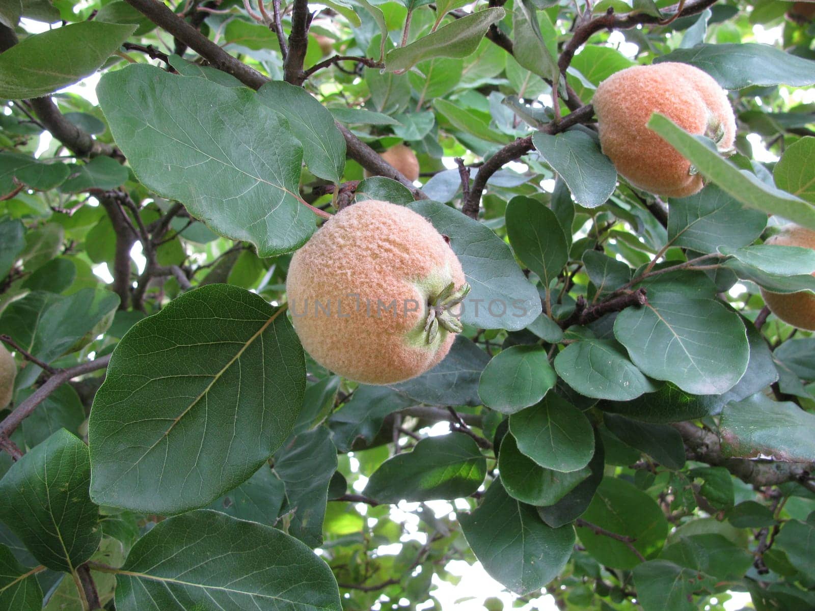 Quinces