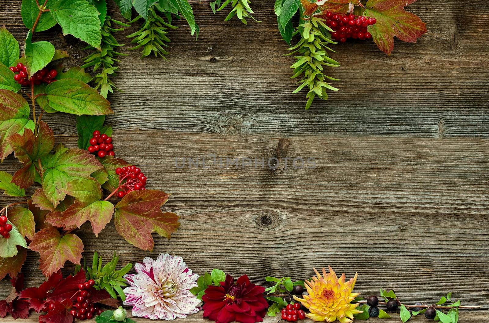 Wood background colorful autumn foliage berries