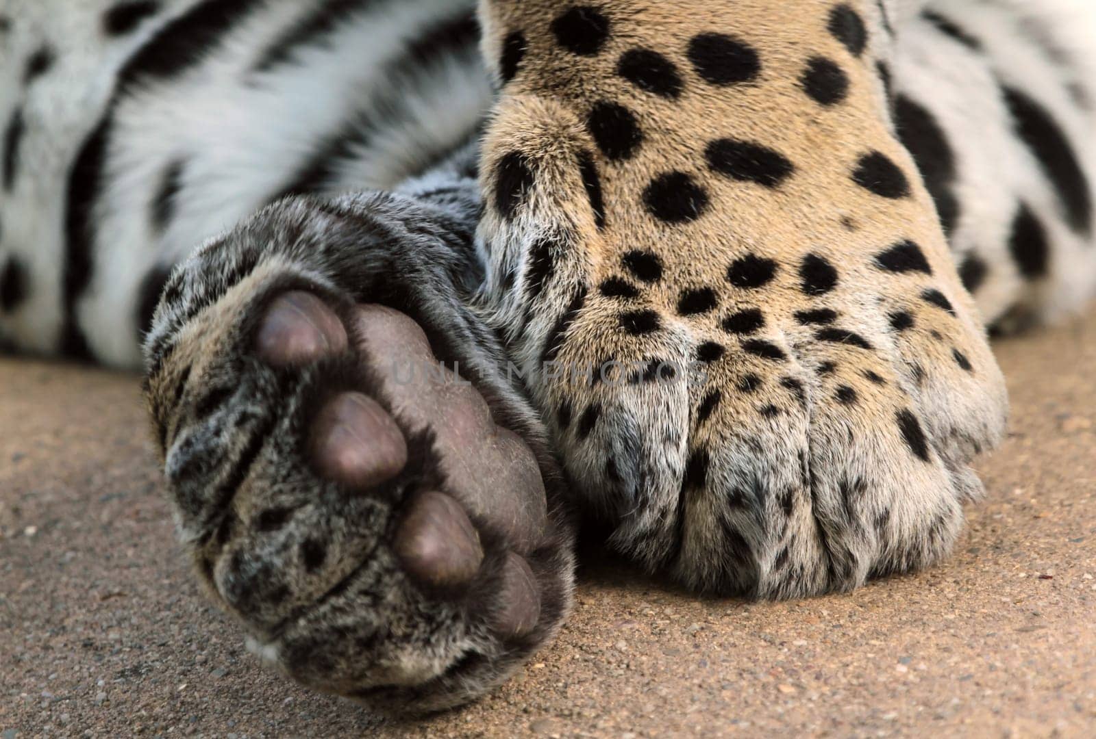 Jaguar Tatzen