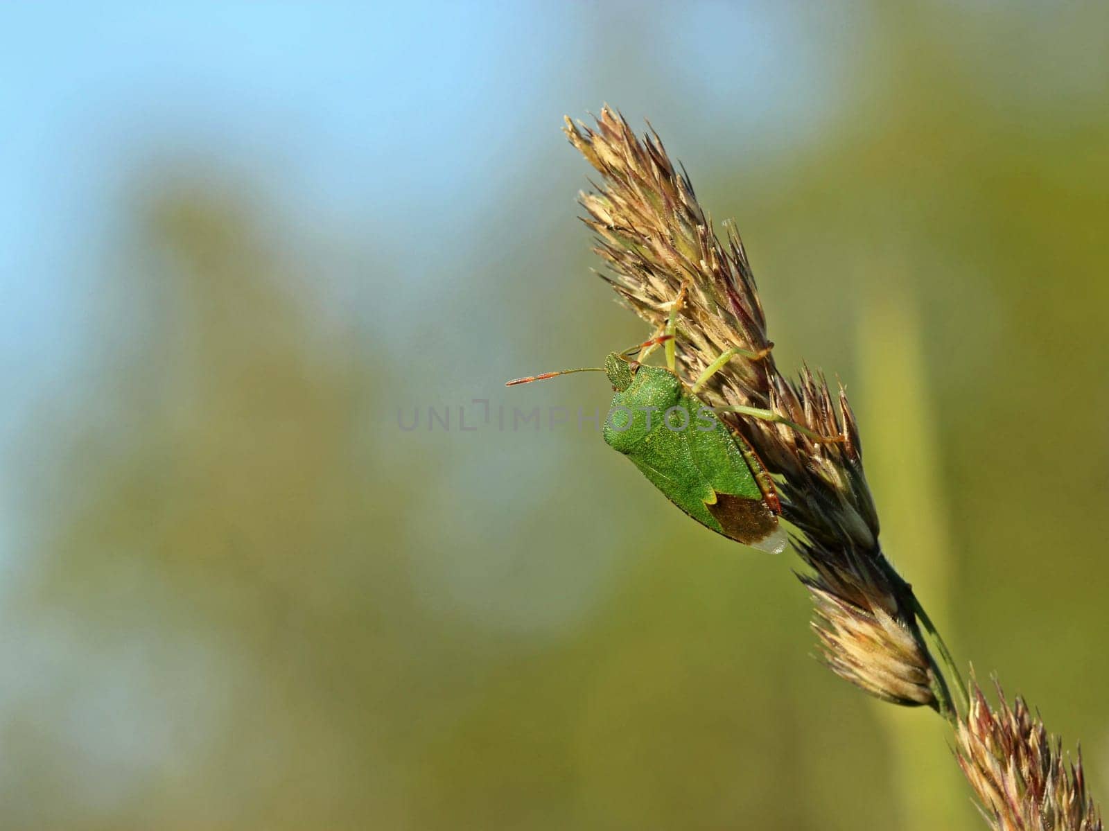 Green stink bug (Palomena prasina)