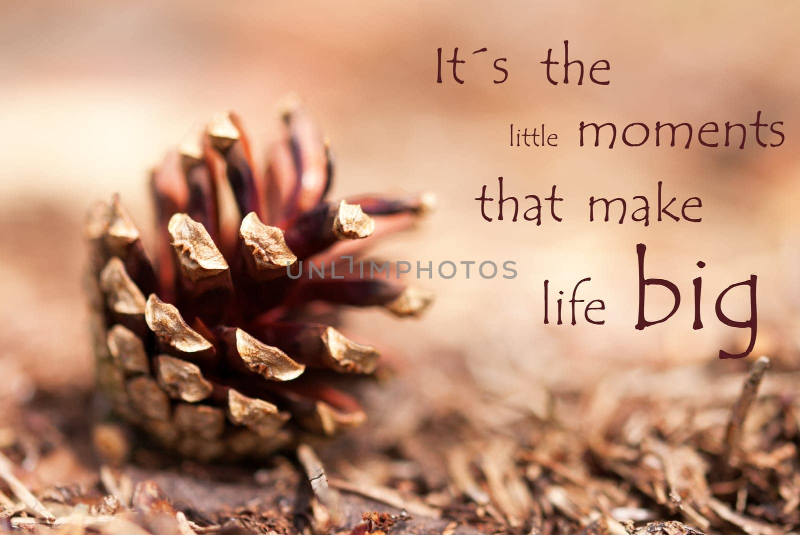 Brown Autumn Background with a Fir Cone and the Quote Its the little Moments that make Life Big