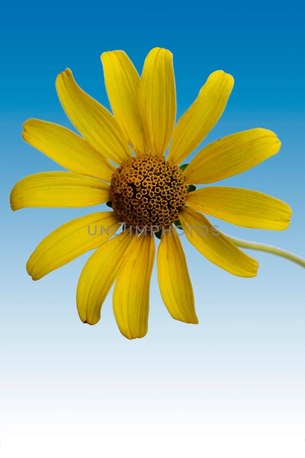 The macro photography of an isolated flower of the sun's eye,Heliopsis.
