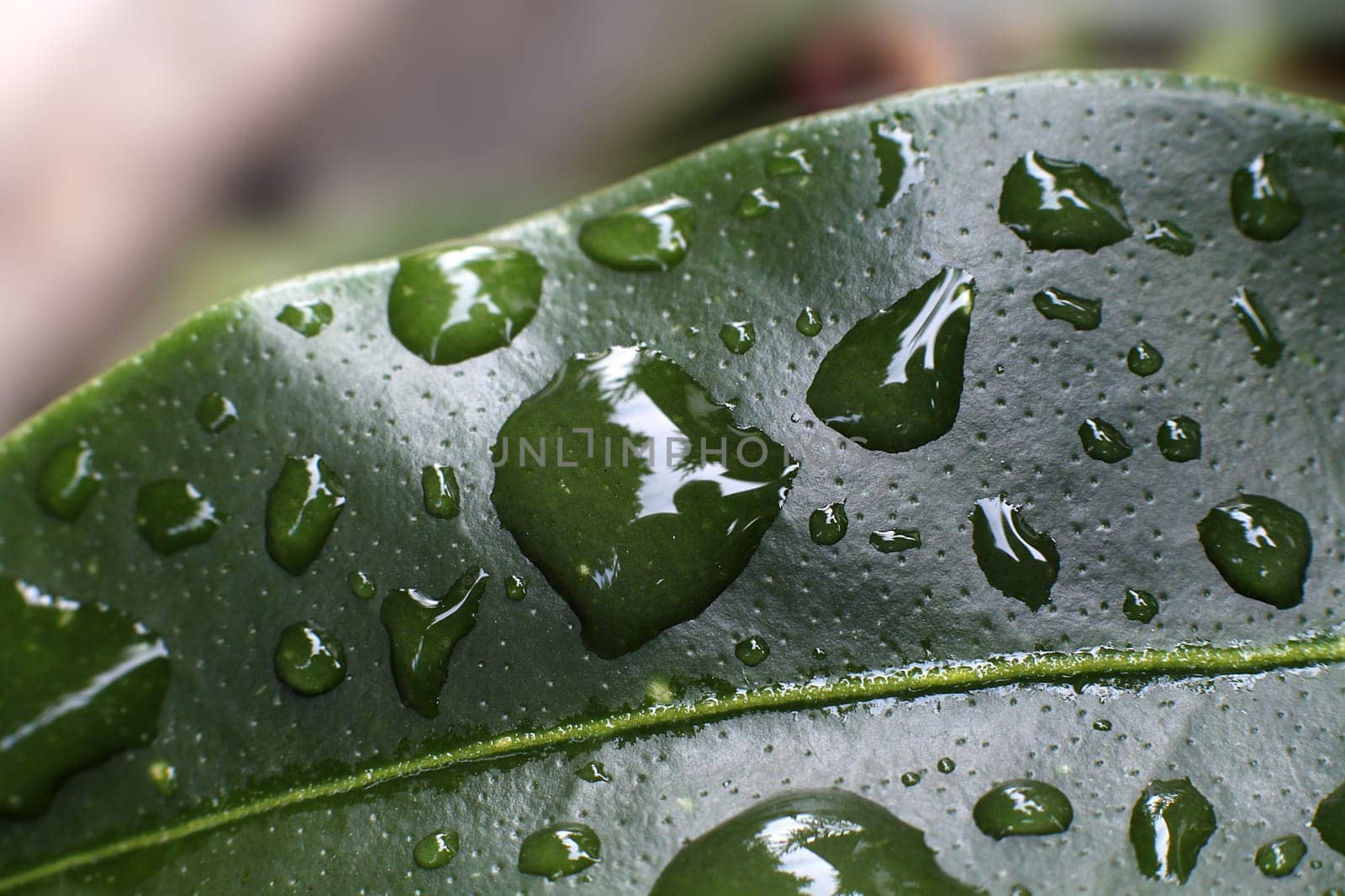 Green leaf with water drops