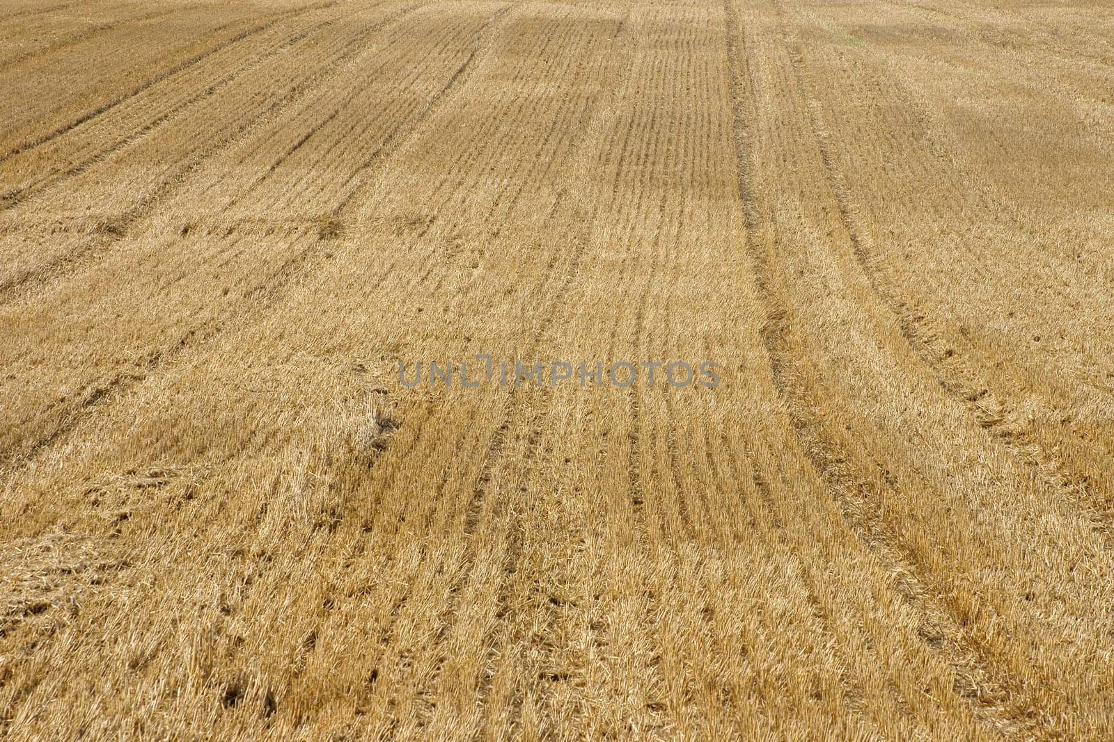 The photograph of a harvested grain field.