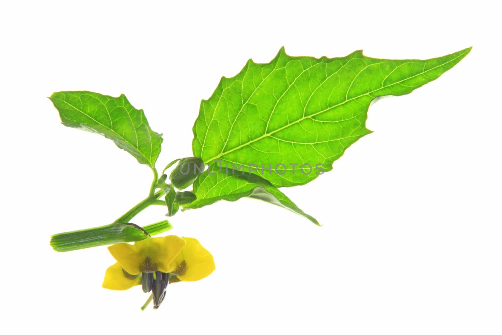 flowering tomatillo plant (Physalis philadelphica) exempted from white background