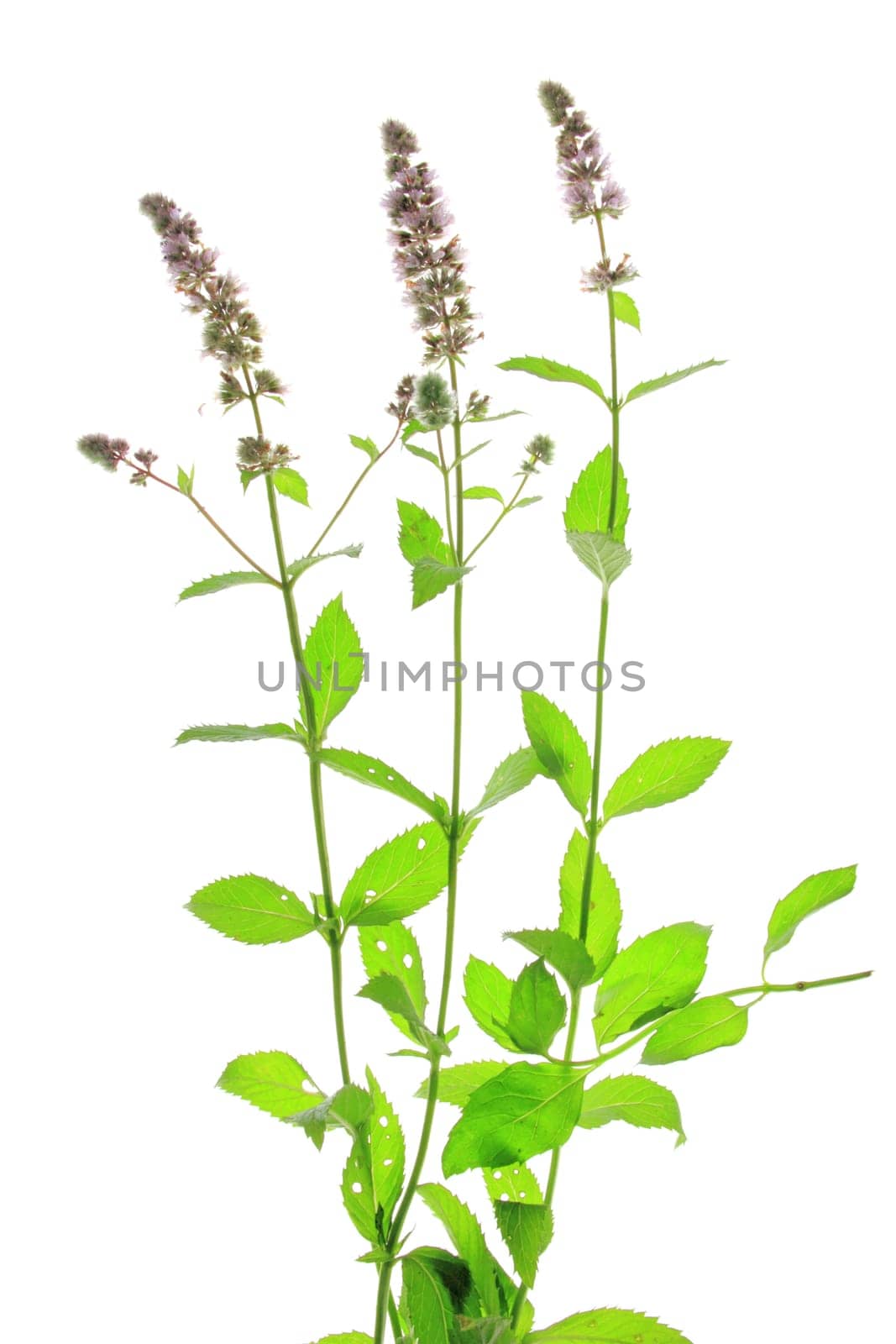 Green mint (Mentha spicata) cleared against a white background