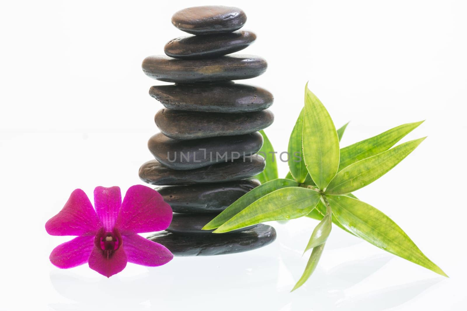 Fuchsia Dendrobium orchid with black stones and green leaves