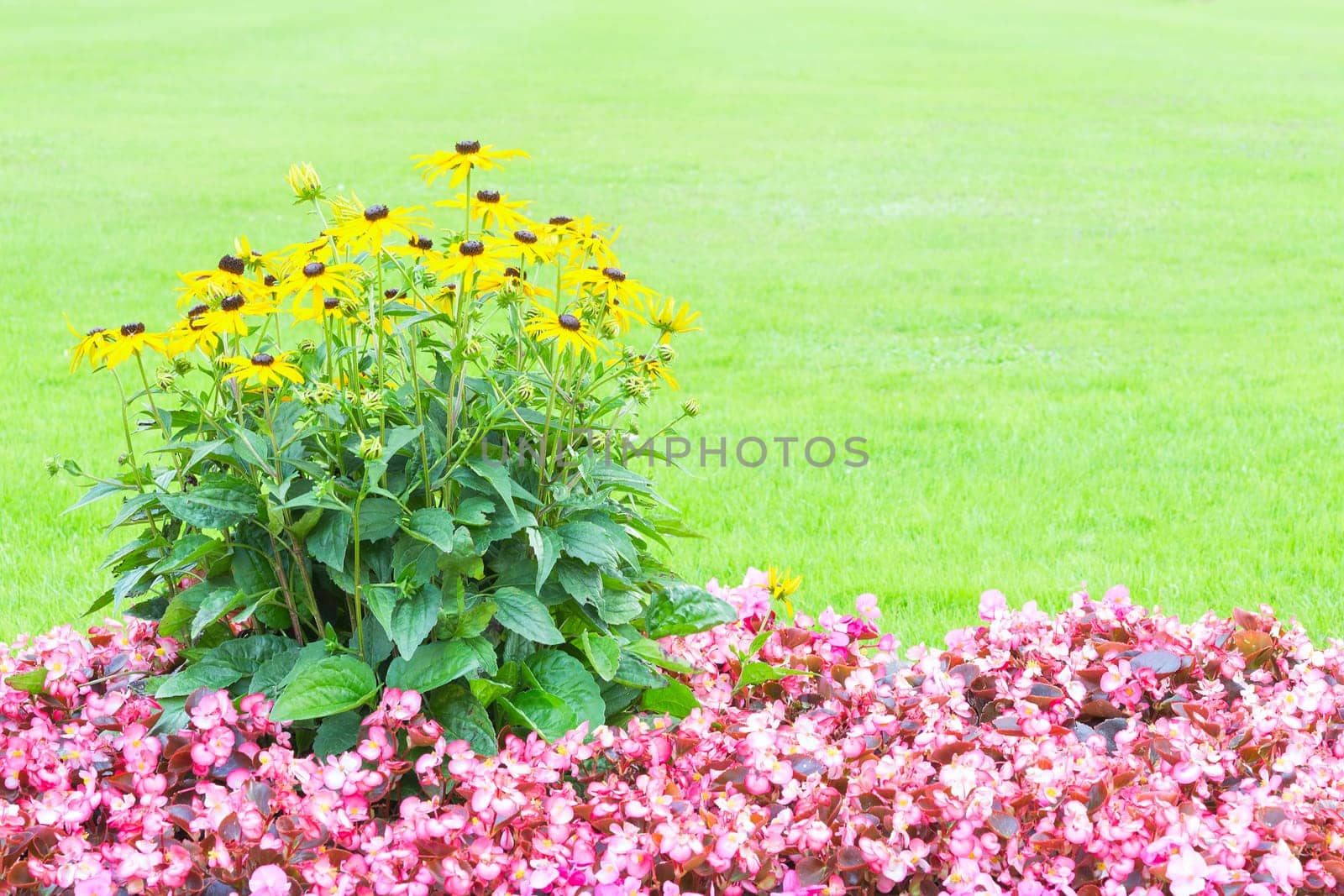Floral background with yellow and pink flowers against fresh green grass and free copyspace area for text